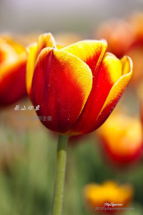 妖娆狐媚郁金香<br />
本组照片拍摄于2012.04.07上海辰山植物园
