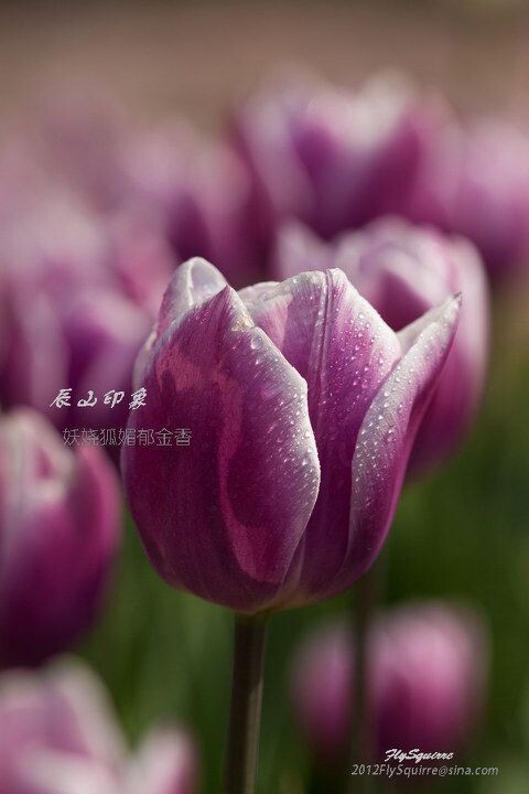 妖娆狐媚郁金香<br />
本组照片拍摄于2012.04.07上海辰山植物园