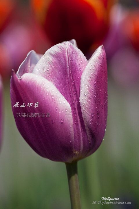 妖娆狐媚郁金香<br />
本组照片拍摄于2012.04.07上海辰山植物园