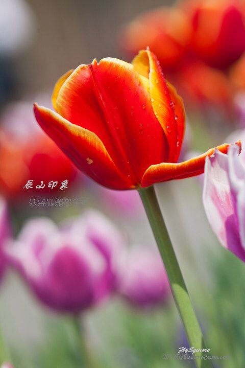 妖娆狐媚郁金香<br />
本组照片拍摄于2012.04.07上海辰山植物园