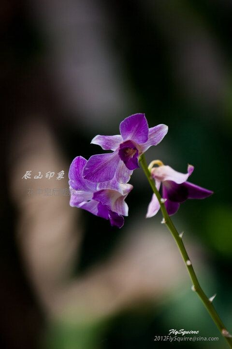 花中皇后蝴蝶兰<br />
本组照片拍摄于2012.04.07上海辰山植物园珍稀植物馆。