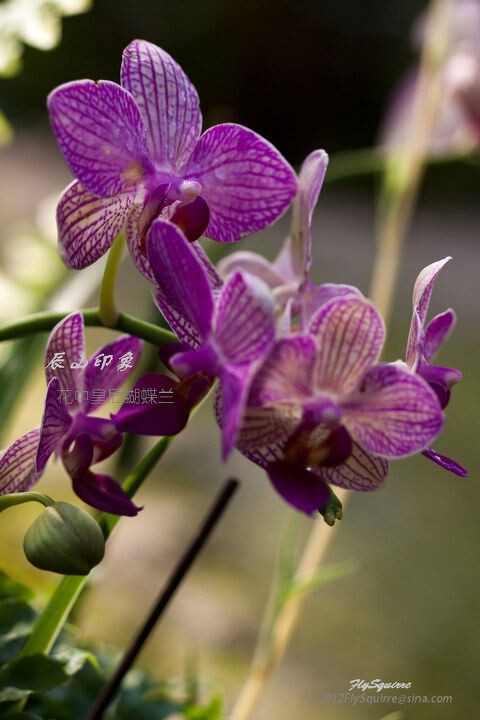 花中皇后蝴蝶兰<br />
本组照片拍摄于2012.04.07上海辰山植物园珍稀植物馆。