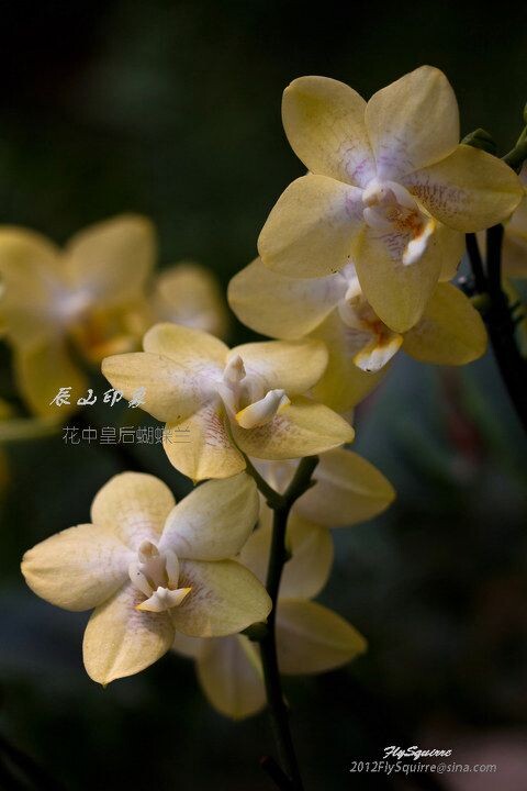 花中皇后蝴蝶兰<br />
本组照片拍摄于2012.04.07上海辰山植物园珍稀植物馆。