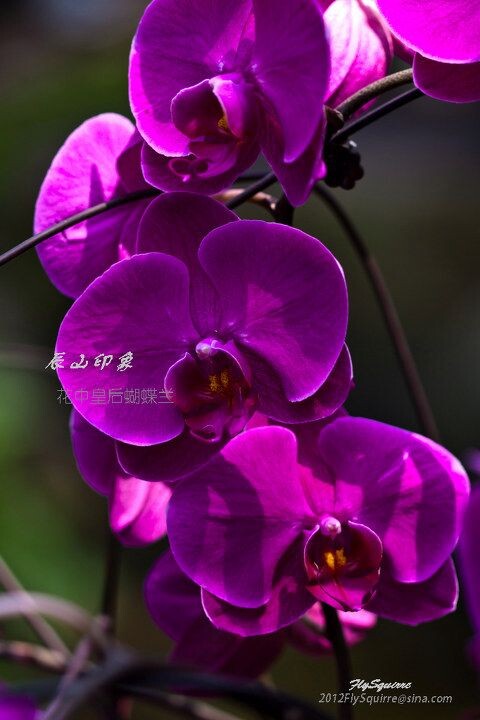 花中皇后蝴蝶兰<br />
本组照片拍摄于2012.04.07上海辰山植物园珍稀植物馆。