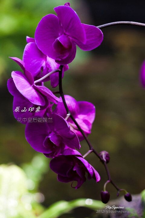 花中皇后蝴蝶兰<br />
本组照片拍摄于2012.04.07上海辰山植物园珍稀植物馆。