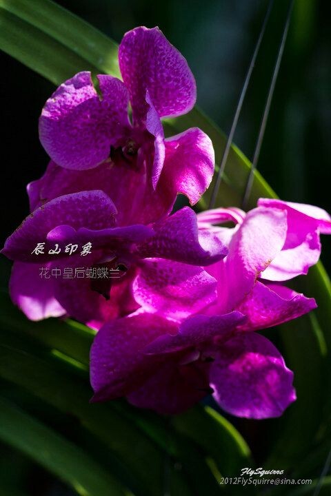 花中皇后蝴蝶兰<br />
本组照片拍摄于2012.04.07上海辰山植物园珍稀植物馆。