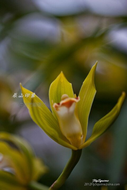 花中皇后蝴蝶兰<br />
本组照片拍摄于2012.04.07上海辰山植物园珍稀植物馆。