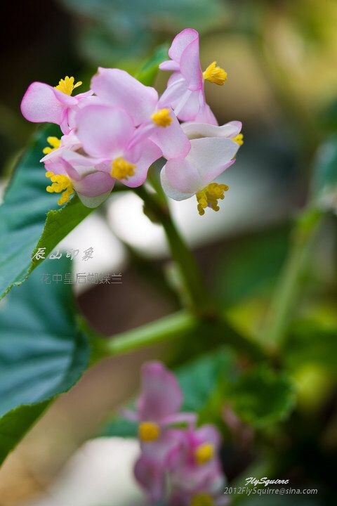 花中皇后蝴蝶兰<br />
本组照片拍摄于2012.04.07上海辰山植物园珍稀植物馆。