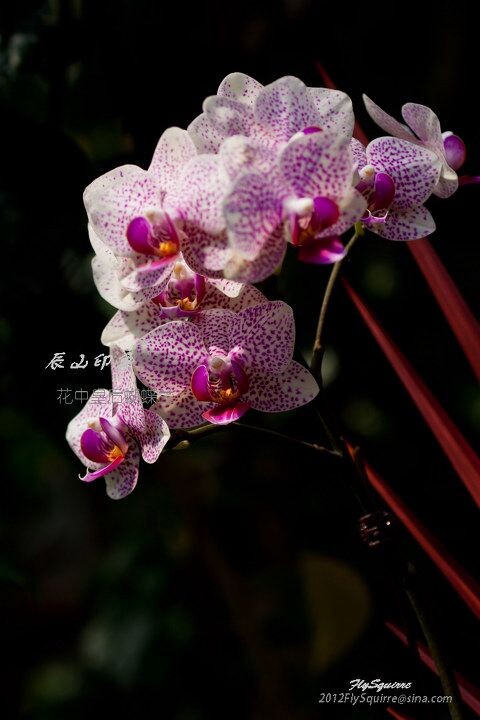 花中皇后蝴蝶兰<br />
本组照片拍摄于2012.04.07上海辰山植物园珍稀植物馆。