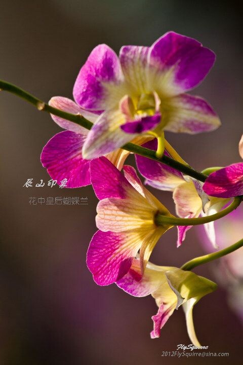 花中皇后蝴蝶兰<br />
本组照片拍摄于2012.04.07上海辰山植物园珍稀植物馆。