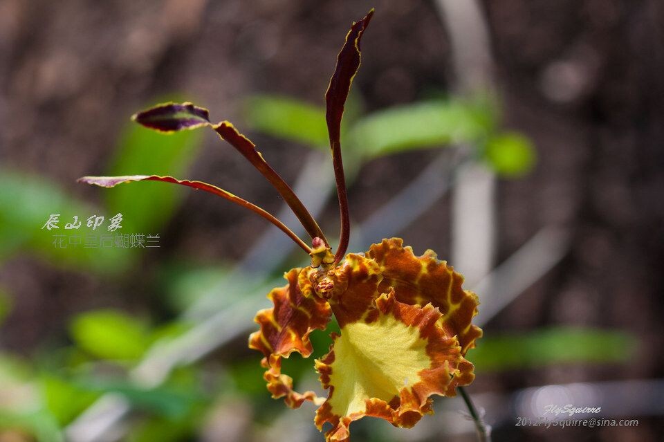 花中皇后蝴蝶兰<br />
本组照片拍摄于2012.04.07上海辰山植物园珍稀植物馆。