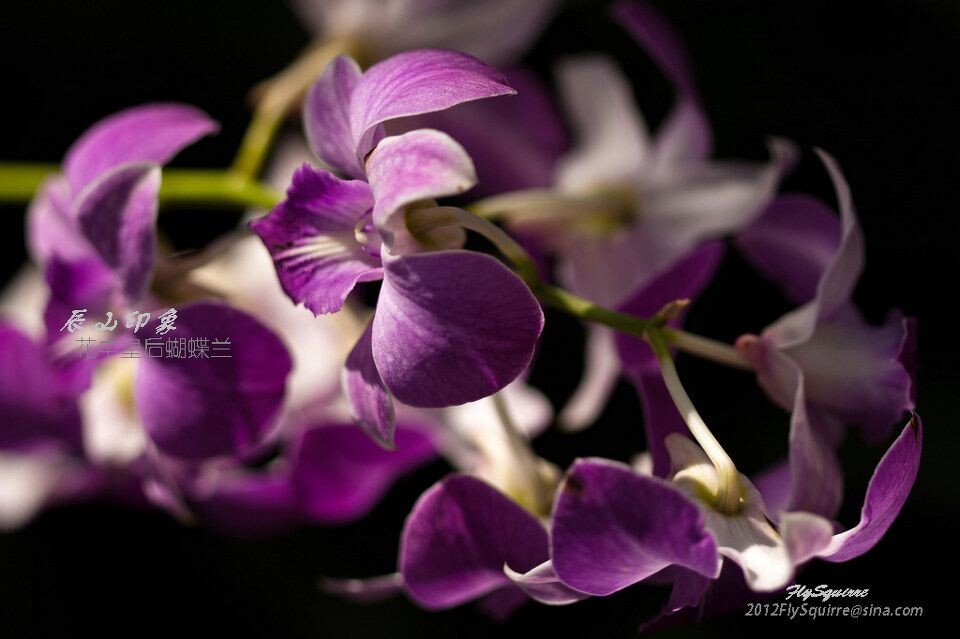花中皇后蝴蝶兰<br />
本组照片拍摄于2012.04.07上海辰山植物园珍稀植物馆。