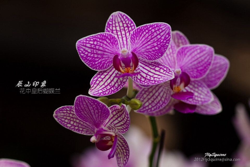 花中皇后蝴蝶兰<br />
本组照片拍摄于2012.04.07上海辰山植物园珍稀植物馆。