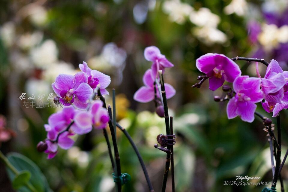 花中皇后蝴蝶兰<br />
本组照片拍摄于2012.04.07上海辰山植物园珍稀植物馆。