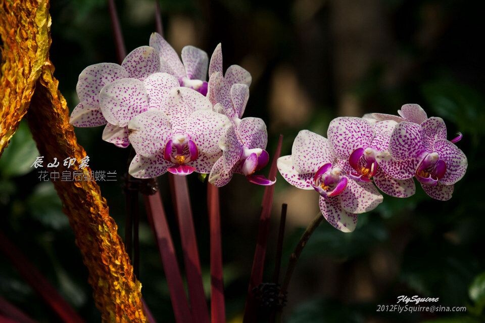 花中皇后蝴蝶兰<br />
本组照片拍摄于2012.04.07上海辰山植物园珍稀植物馆。