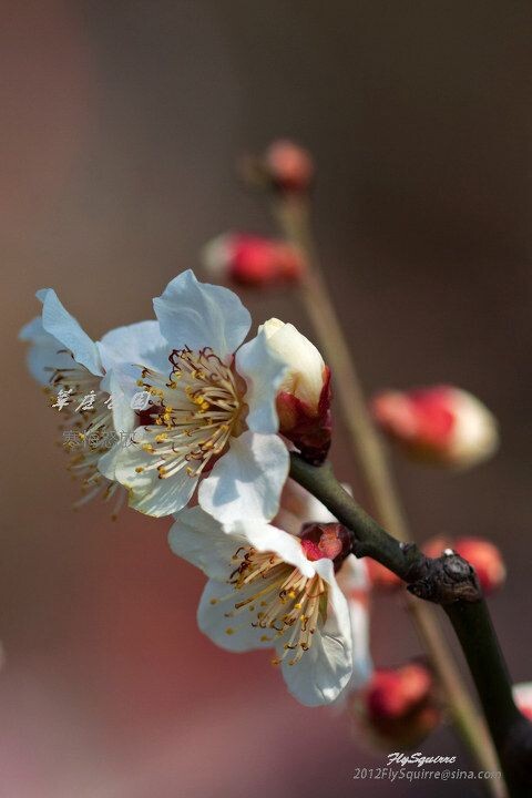 2012莘庄梅花<br />
上海莘庄公园的梅花是近些年在上海基本上是家喻户晓的赏梅胜地，虽然公园不很大，但其以梅花为主导的园林格局让爱梅之人留恋往返。