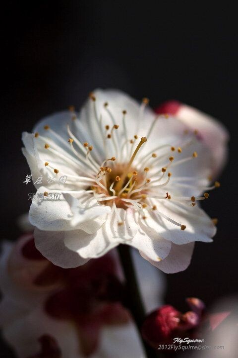 2012莘庄梅花<br />
上海莘庄公园的梅花是近些年在上海基本上是家喻户晓的赏梅胜地，虽然公园不很大，但其以梅花为主导的园林格局让爱梅之人留恋往返。