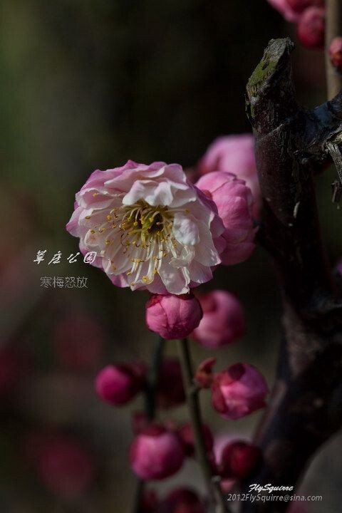 2012莘庄梅花<br />
上海莘庄公园的梅花是近些年在上海基本上是家喻户晓的赏梅胜地，虽然公园不很大，但其以梅花为主导的园林格局让爱梅之人留恋往返。