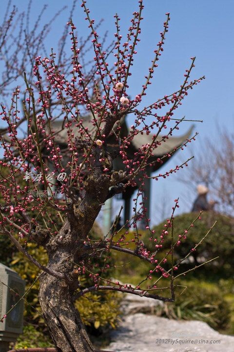 2012莘庄梅花<br />
上海莘庄公园的梅花是近些年在上海基本上是家喻户晓的赏梅胜地，虽然公园不很大，但其以梅花为主导的园林格局让爱梅之人留恋往返。