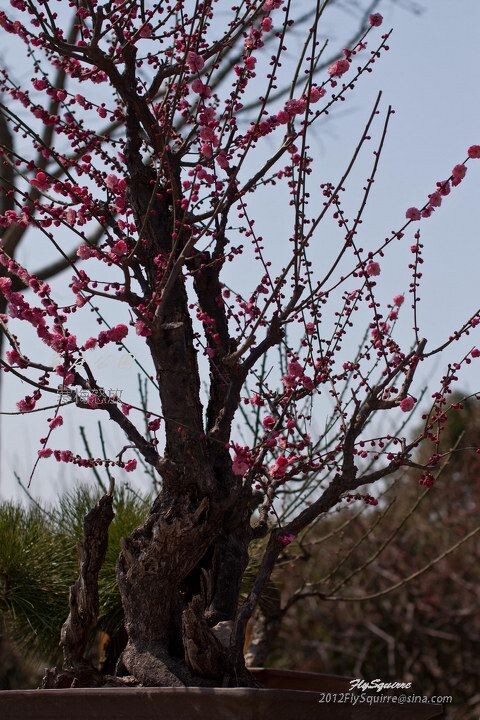 2012莘庄梅花<br />
上海莘庄公园的梅花是近些年在上海基本上是家喻户晓的赏梅胜地，虽然公园不很大，但其以梅花为主导的园林格局让爱梅之人留恋往返。