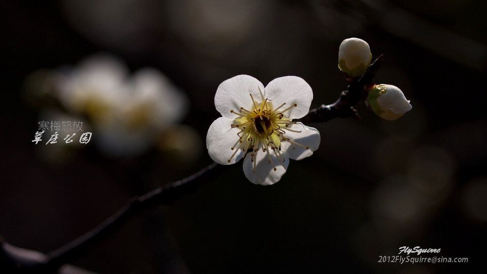 2012莘庄梅花<br />
上海莘庄公园的梅花是近些年在上海基本上是家喻户晓的赏梅胜地，虽然公园不很大，但其以梅花为主导的园林格局让爱梅之人留恋往返。