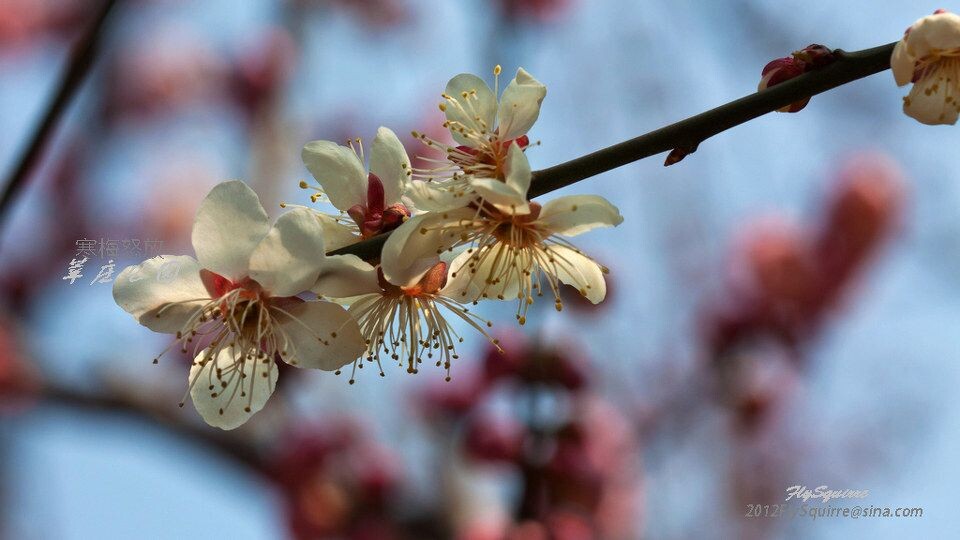 2012莘庄梅花<br />
上海莘庄公园的梅花是近些年在上海基本上是家喻户晓的赏梅胜地，虽然公园不很大，但其以梅花为主导的园林格局让爱梅之人留恋往返。