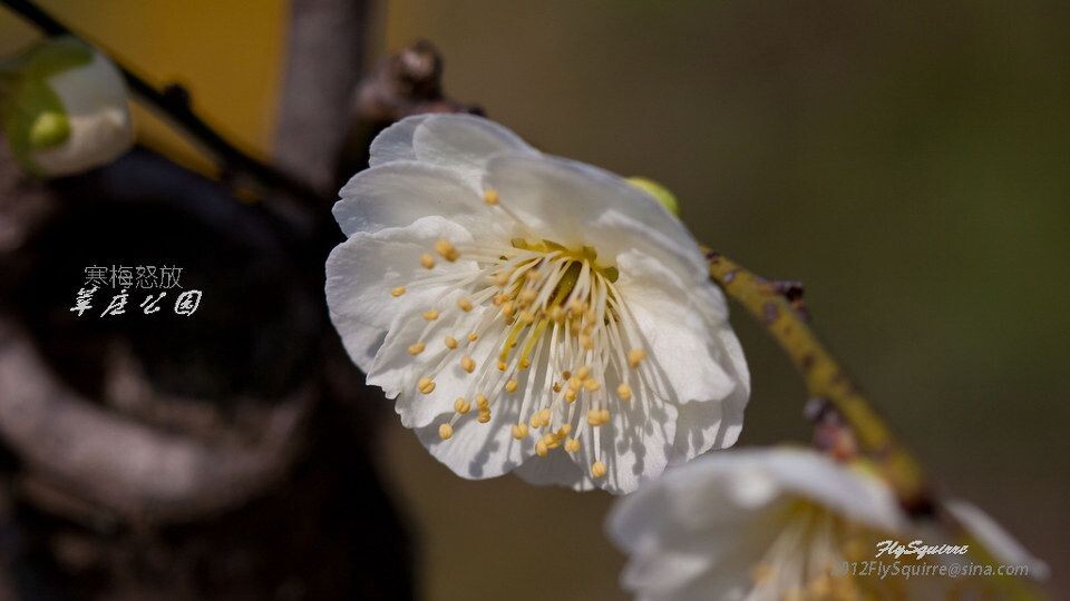 2012莘庄梅花<br />
上海莘庄公园的梅花是近些年在上海基本上是家喻户晓的赏梅胜地，虽然公园不很大，但其以梅花为主导的园林格局让爱梅之人留恋往返。