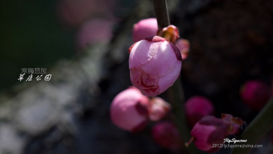 2012莘庄梅花<br />
上海莘庄公园的梅花是近些年在上海基本上是家喻户晓的赏梅胜地，虽然公园不很大，但其以梅花为主导的园林格局让爱梅之人留恋往返。