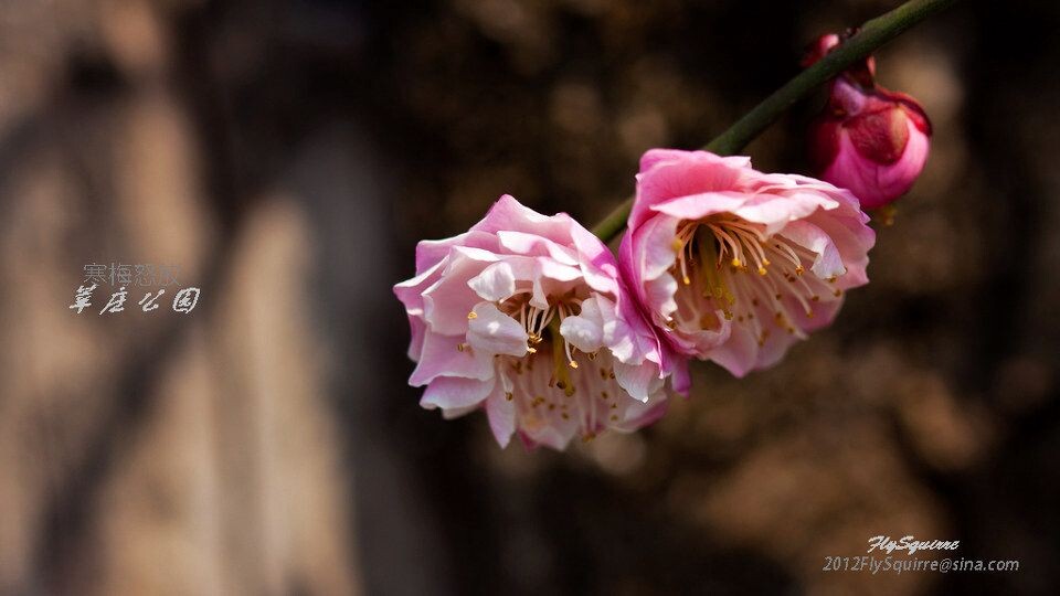 2012莘庄梅花<br />
上海莘庄公园的梅花是近些年在上海基本上是家喻户晓的赏梅胜地，虽然公园不很大，但其以梅花为主导的园林格局让爱梅之人留恋往返。