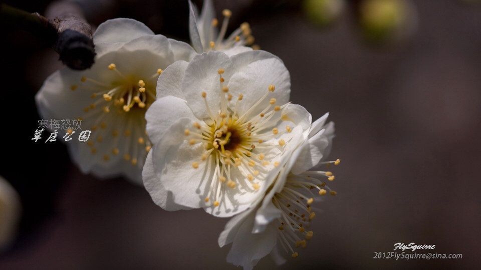 2012莘庄梅花<br />
上海莘庄公园的梅花是近些年在上海基本上是家喻户晓的赏梅胜地，虽然公园不很大，但其以梅花为主导的园林格局让爱梅之人留恋往返。