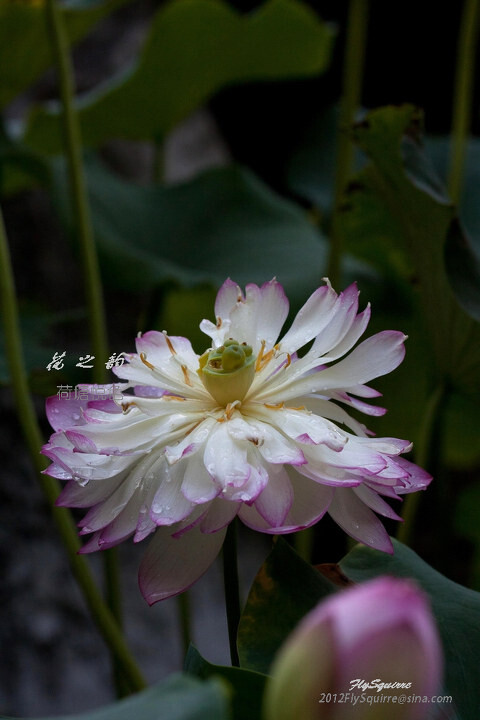 荷塘悦色<br />
2011.08.05拍摄于上海南翔古漪园荷花池