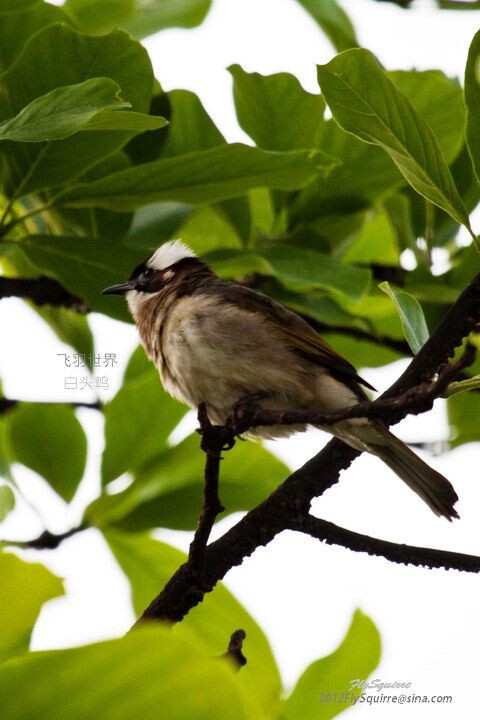 白头鹎<br />
白头鹎(学名:Pycnonotus sinensis)是雀形目鹎科的小型鸟类,额至头顶黑色,两眼上方至后枕白色,形成一白色枕环,腹白色具黄绿色纵纹。