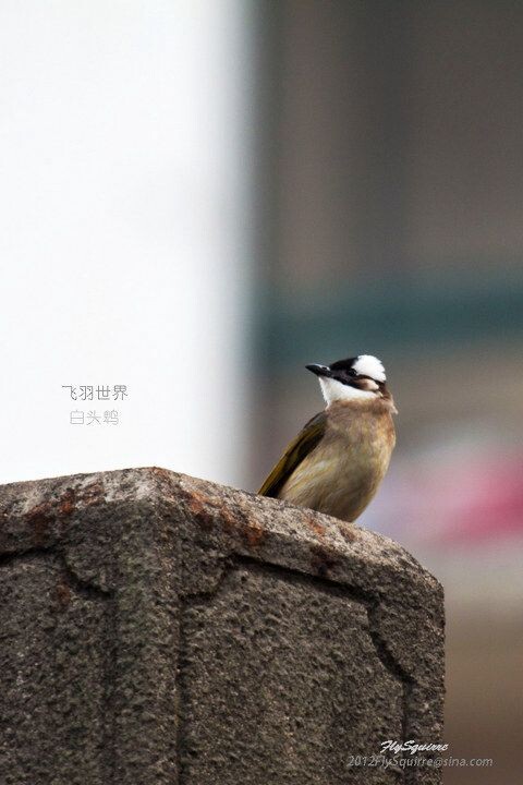 白头鹎<br />
白头鹎(学名:Pycnonotus sinensis)是雀形目鹎科的小型鸟类,额至头顶黑色,两眼上方至后枕白色,形成一白色枕环,腹白色具黄绿色纵纹。