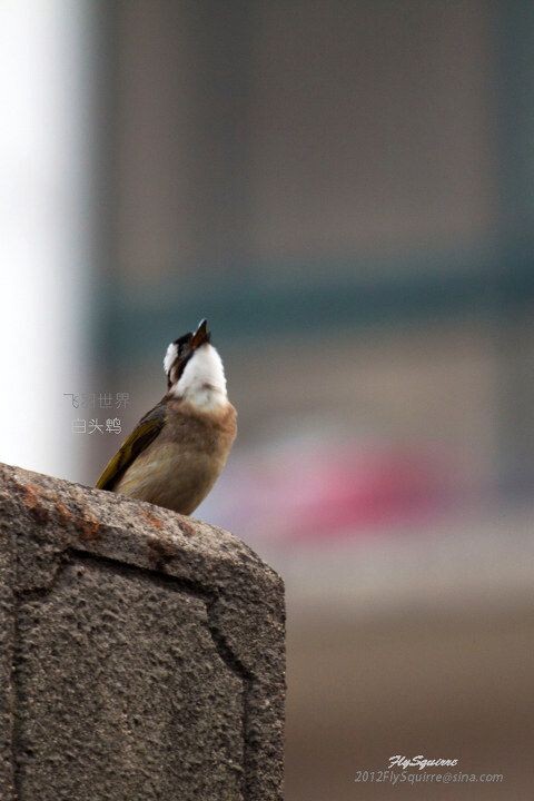 白头鹎<br />
白头鹎(学名:Pycnonotus sinensis)是雀形目鹎科的小型鸟类,额至头顶黑色,两眼上方至后枕白色,形成一白色枕环,腹白色具黄绿色纵纹。