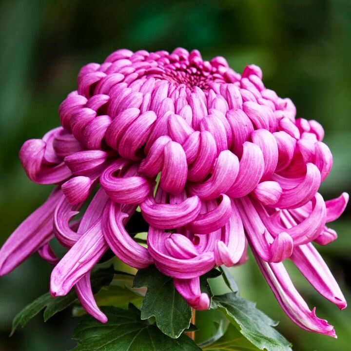 菊之韵(2012)<br />
拍摄于上海大学2012第十届菊文化节