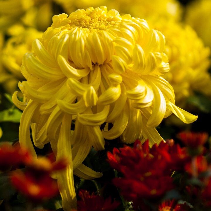 菊之韵(2012)<br />
拍摄于上海大学2012第十届菊文化节