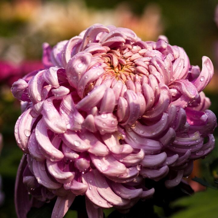 菊之韵(2012)<br />
拍摄于上海大学2012第十届菊文化节