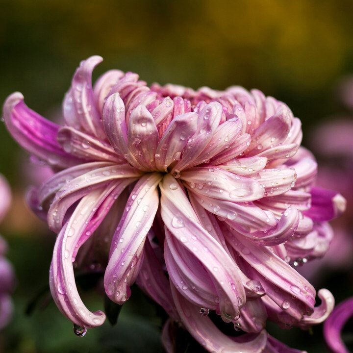 菊之韵(2012)<br />
拍摄于上海大学2012第十届菊文化节