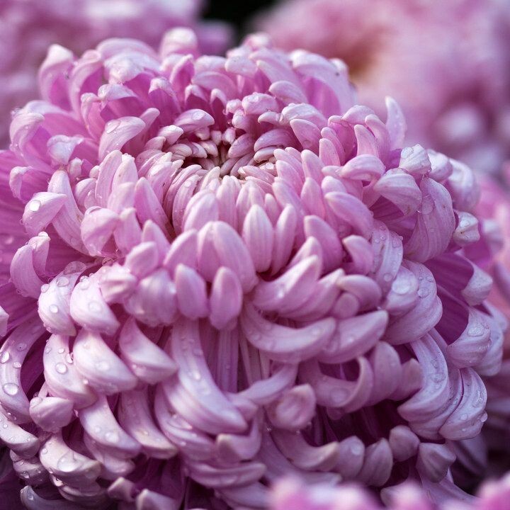 菊之韵(2012)<br />
拍摄于上海大学2012第十届菊文化节