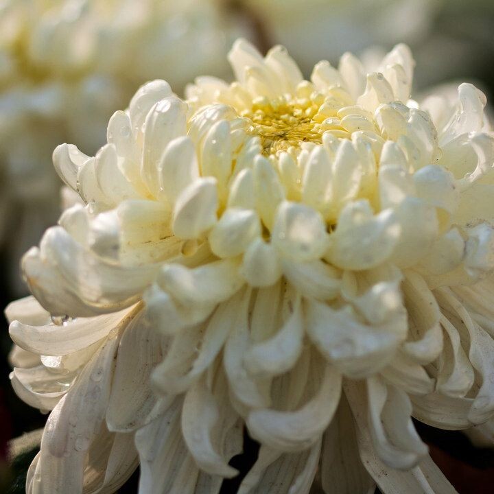 菊之韵(2012)<br />
拍摄于上海大学2012第十届菊文化节