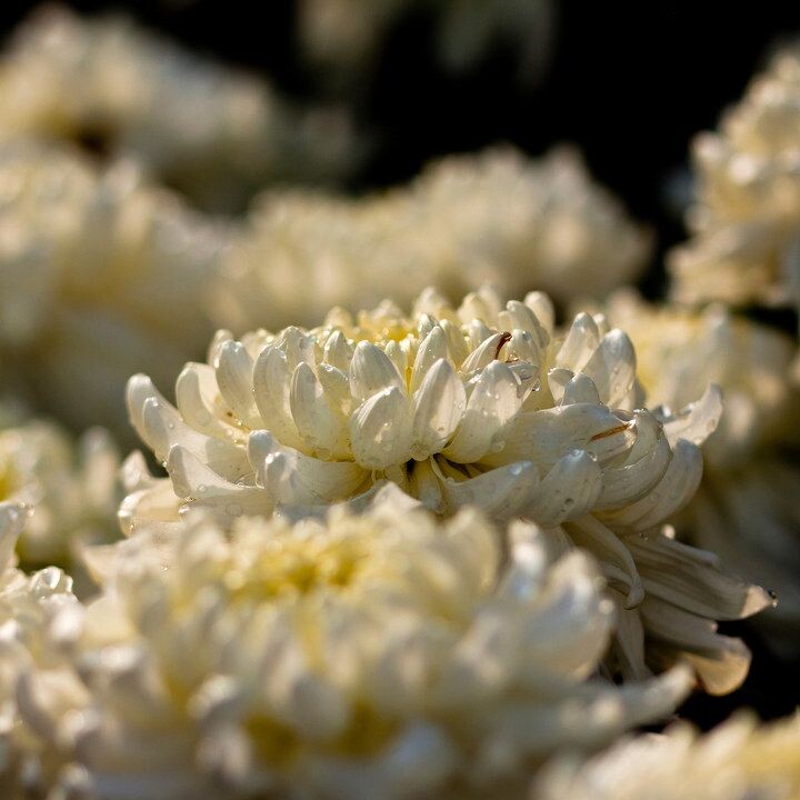 菊之韵(2012)<br />
拍摄于上海大学2012第十届菊文化节