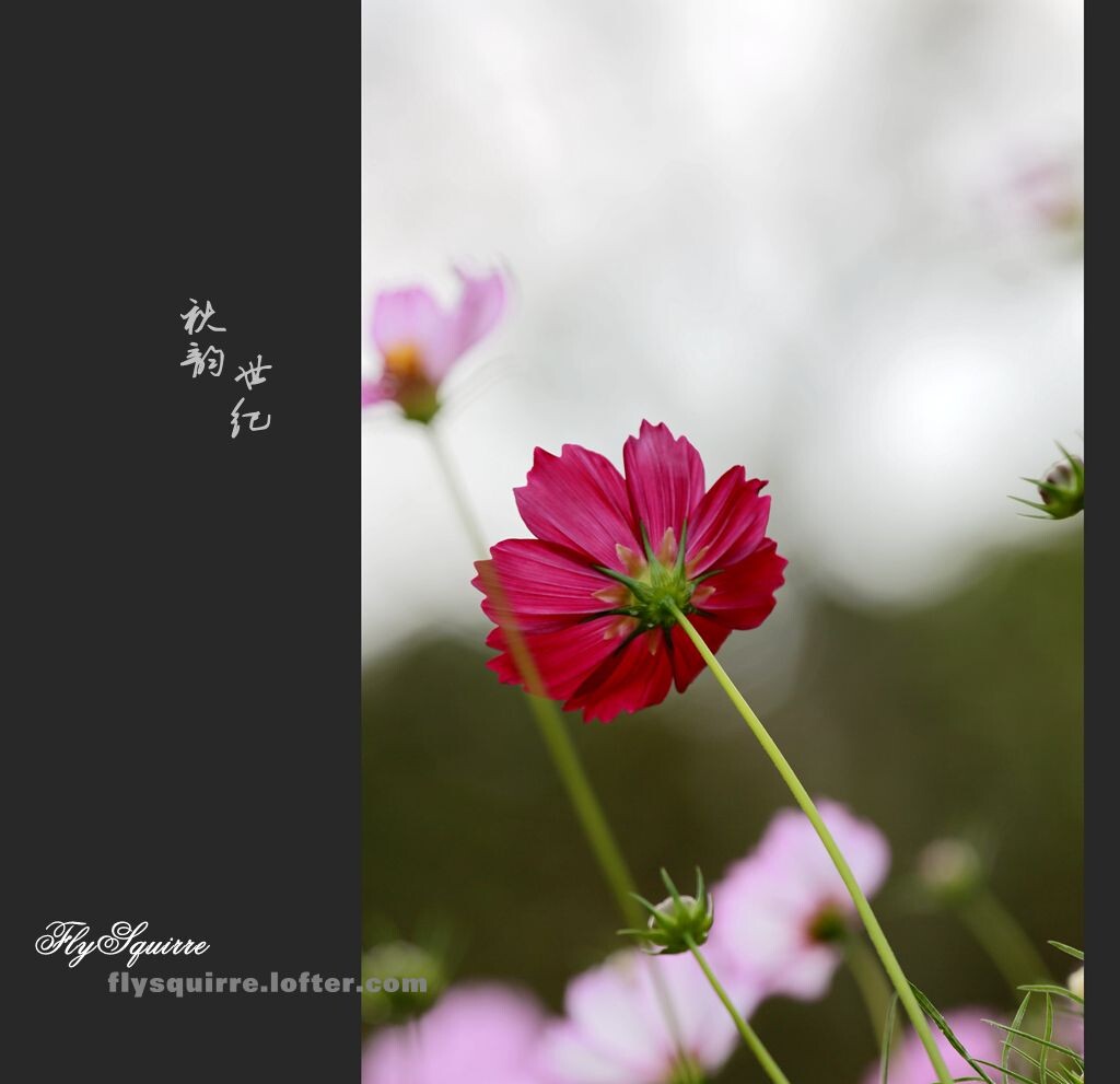 静静地,你躺在青草旁<br />
在阳光下<br />
你那幽幽的目光<br />
凝视着远方的来客<br />
你忘却了所有的忧伤<br />
学会了在风雨中屹立<br />
时而, 微微低头<br />
时而,自我浅唱<br />
时而,仰起脸庞<br />
露出薇薇的笑容<br />
好一朵美丽的格桑花啊<br />
在广袤的田园上尽情的绽放