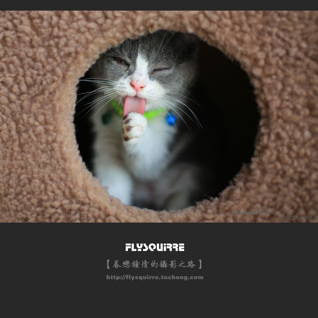 我是猫星人,出生近100天。今天开始我离开自己的嘛嘛,来到我的新家;我将从今天开始在这里快乐迪成长,和我新家的成员们一起玩耍哦!<br />
坐了好久的车,有点晕头转向,我来到了新家,i新家在高高的楼上。初来乍到,新的环境我是非常的陌生,东张张、西望望,我得快点熟悉啦!还有新家的成员也还没有认识呢,慢慢认识吧!