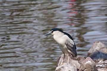 IMG_4201.jpg