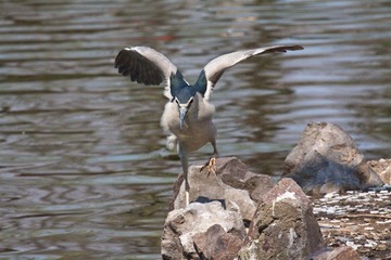 IMG_4203.jpg