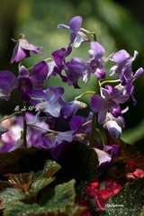 nEO_IMG_IMG_5104.jpg