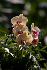 nEO_IMG_IMG_5106.jpg
