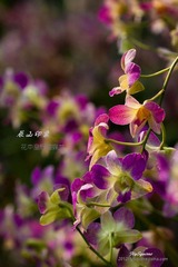 nEO_IMG_IMG_5215.jpg