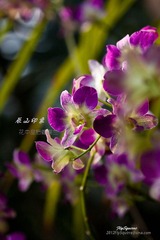 nEO_IMG_IMG_5218.jpg