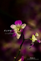 nEO_IMG_IMG_5219.jpg